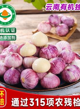 云南有机紫皮独蒜干蒜头红皮蒜出口标准果干大蒜现挖糖醋大蒜头
