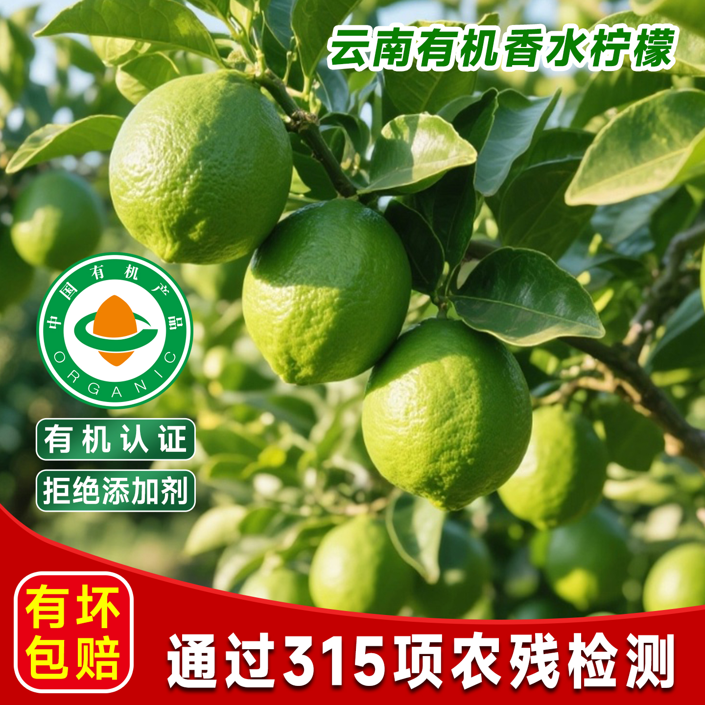 云南青柠檬有机认证柠檬