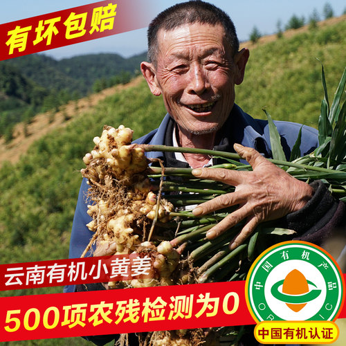 云南正宗有机生姜文山带泥小黄姜