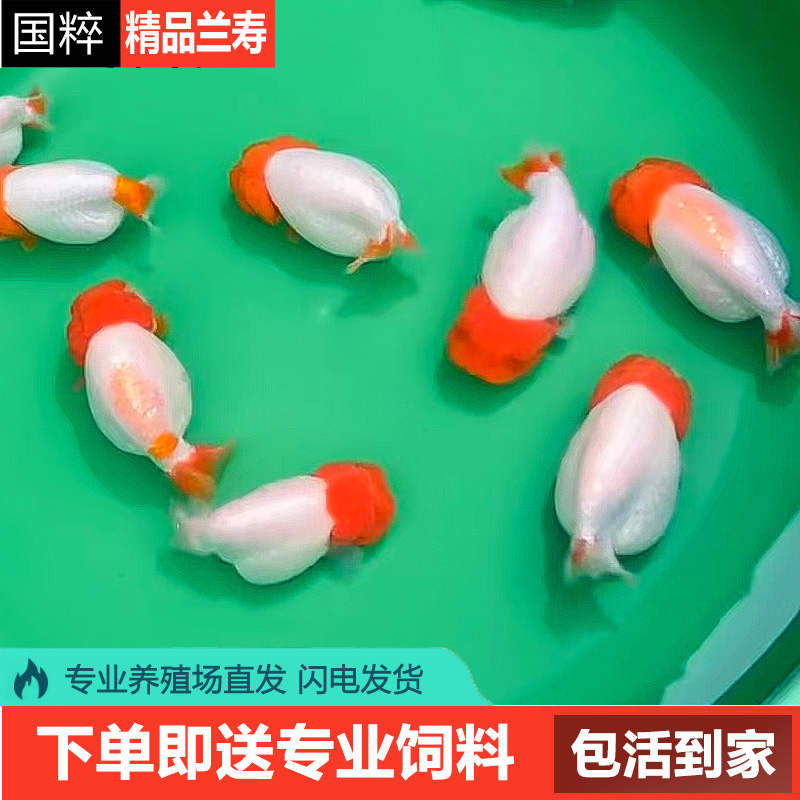 兰寿熊猫金鱼波妞幼苗小苗