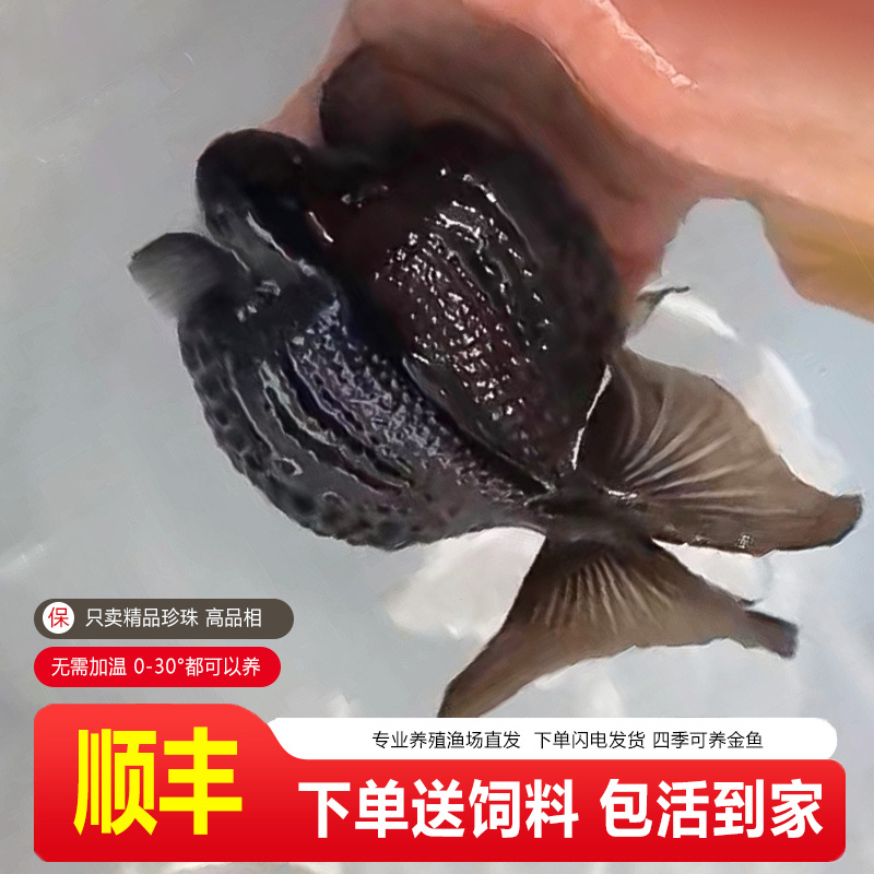 珍珠金鱼活鱼金鱼鼠头皇冠