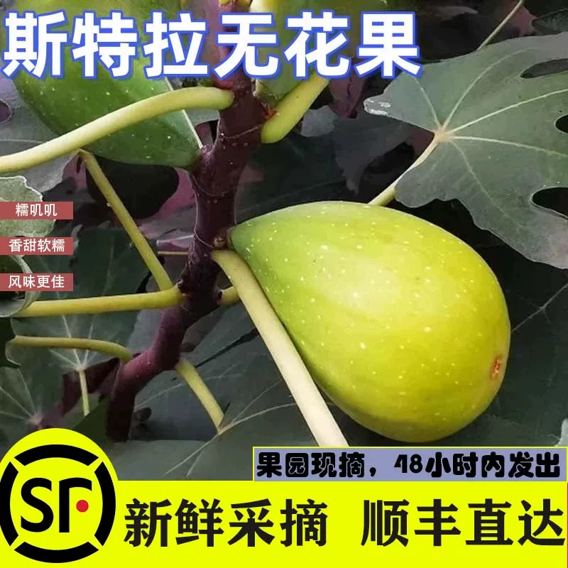 正宗特级云南斯特拉无花果当季新鲜现摘时令水果整箱顺丰包邮香甜