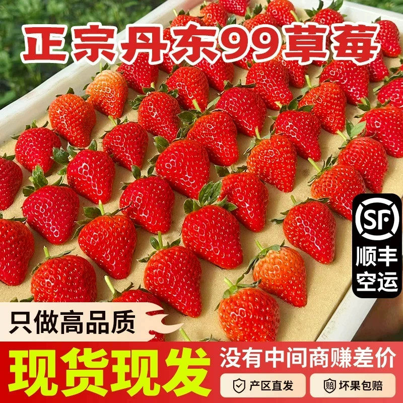 正宗特级丹东99红颜奶油草莓当季新鲜现摘时令水果整箱顺丰包邮