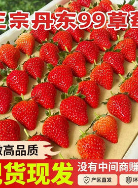 正宗特级丹东99红颜奶油草莓当季新鲜现摘时令水果整箱顺丰包邮