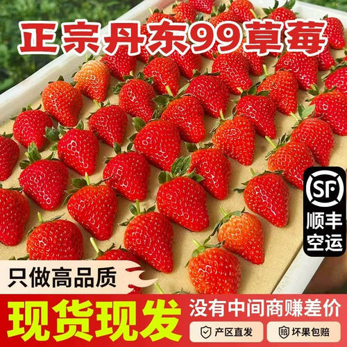 正宗特级丹东99红颜奶油草莓当季新鲜现摘时令水果整箱顺丰包邮