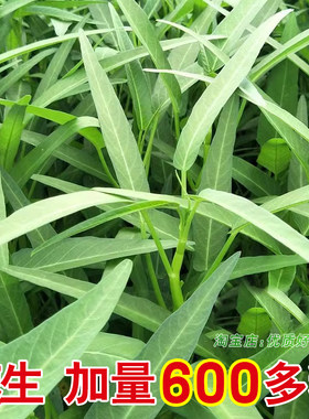 柳叶空心菜种籽苗四季耐热大叶空心菜种子水培蔬菜种孑青菜菜种苗