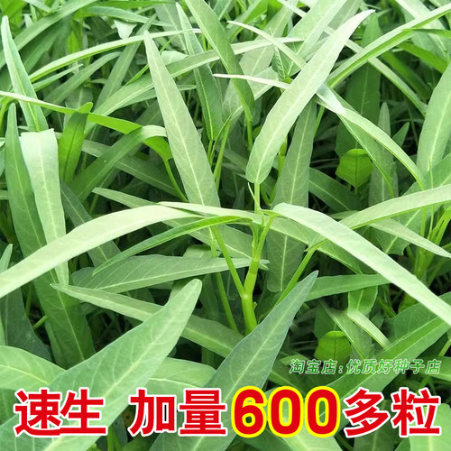 柳叶空心菜种籽苗四季耐热大叶空心菜种子水培蔬菜种孑青菜菜种苗