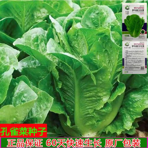 孔雀种子四季直立生菜脆甜营养