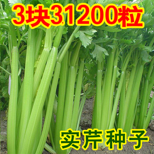 津南实芹种子西芹菜种籽四季小香芹种孑大肉肉厚脆爽四季可播蔬菜