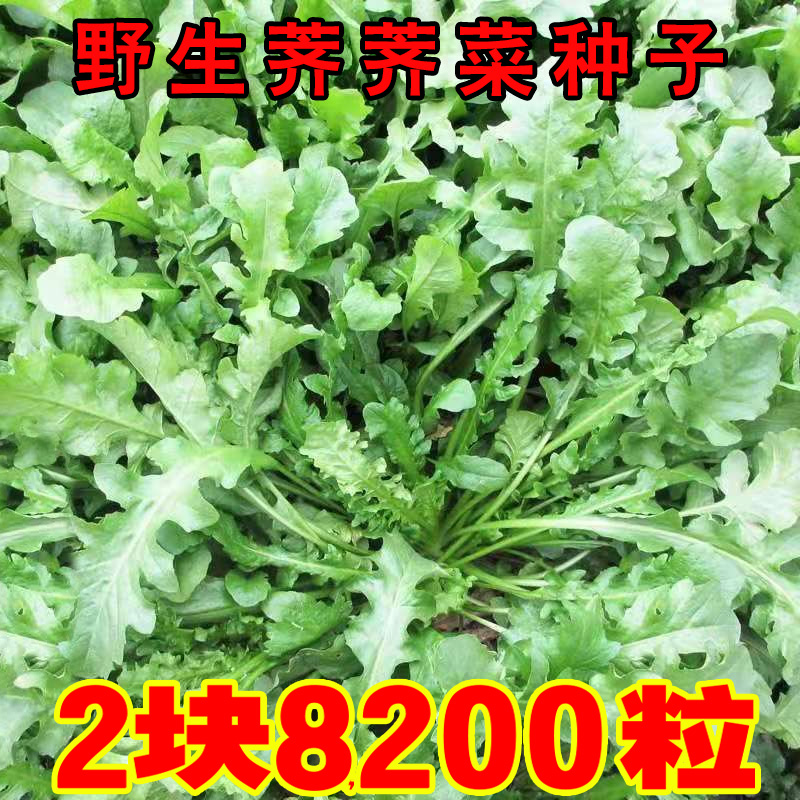 纯天然野生荠荠菜种子保健养生菜