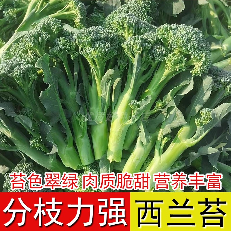 西兰苔种子高产青菜菜籽芥蓝耐寒耐热小西兰四季庭院种植蔬菜种籽