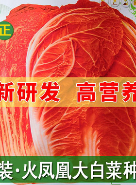 原装正品火凤凰白菜种子夏播耐热大白菜种子包心菜饺子菜种子蔬菜
