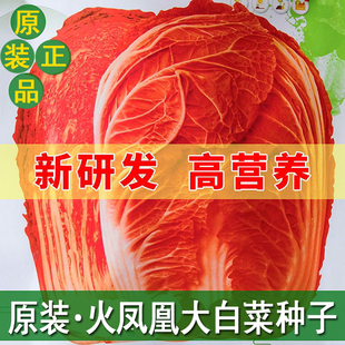 原装正品火凤凰白菜种子夏播耐热大白菜种子包心菜饺子菜种子蔬菜