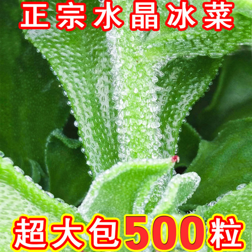 正宗水晶冰菜种子盆栽蔬菜种子大全冰草苗四季秋冬季菜种籽野菜种