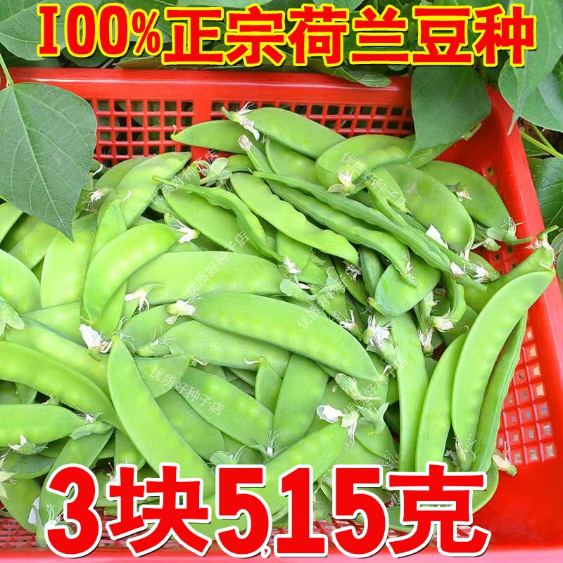大荚荷兰豆种籽矮生双荚荷兰豆种子耐寒高产软荚菜豌豆籽蔬菜种孑