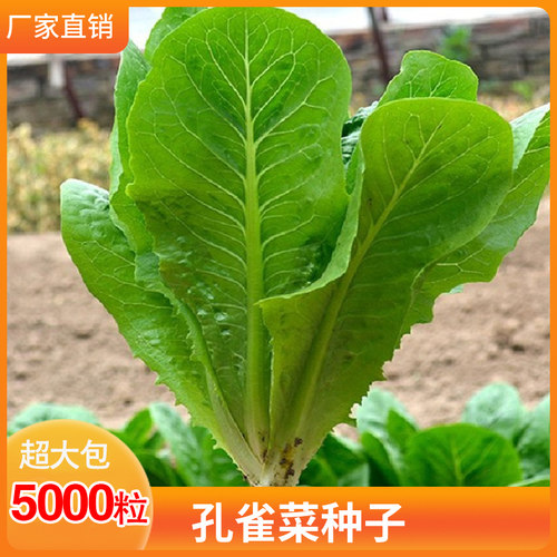 孔雀菜种籽生吃脆甜罗马直立生菜种子四季阳台盆栽耐热蔬菜种子孑
