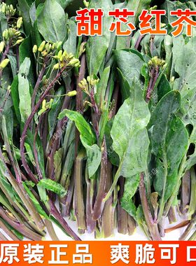 潮汕红脚甜芯红芥蓝种子香港柳叶百花芥兰种籽四季农家蔬菜种子孑