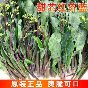 潮汕红脚甜芯红芥蓝种子香港柳叶百花芥兰种籽四季农家蔬菜种子孑