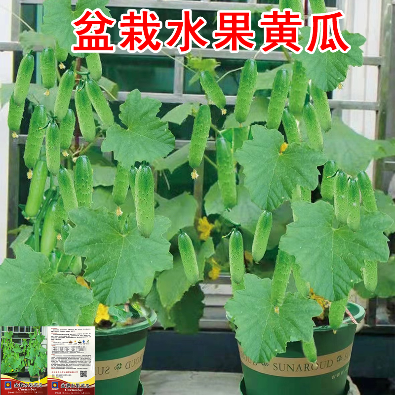 盆栽水果黄瓜种子孑苗压塌