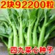 香港四九菜心种子四季 广东青菜种籽大全农家盆栽蔬菜种孑 春秋冬季