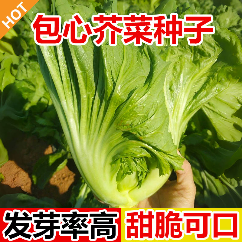 包心芥菜种子四季阳台种植腌酸菜卷心大叶泡菜秋冬高产蔬菜种籽
