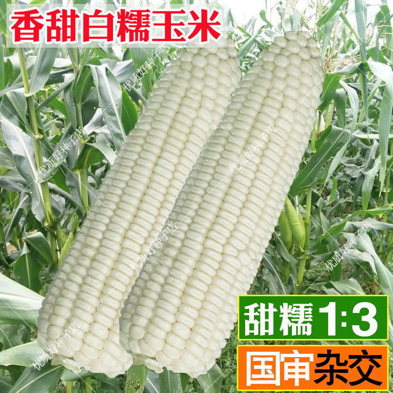 国审甜糯米玉米种籽大全高产杂交正品非转基因玉米种子水果甜玉米,鲜花速递/花卉仿真/绿植园艺,家庭园艺种子,淘宝优惠券,粉丝福利购,淘宝优惠卷