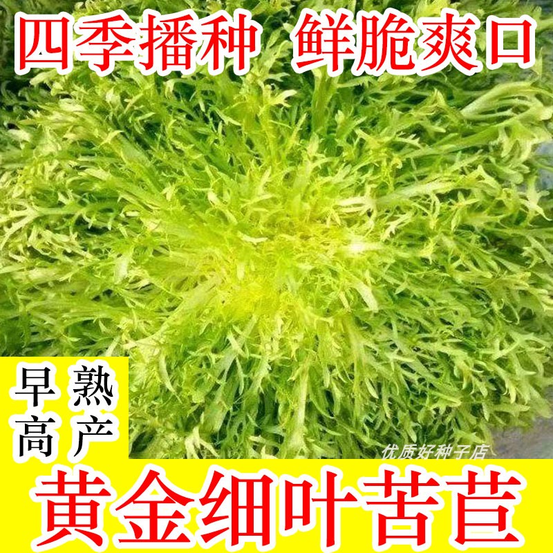 黄心苦苣种子四季细叶苦苣阳台小叶苦菊菜籽蔬菜高产黄金细叶苦苣