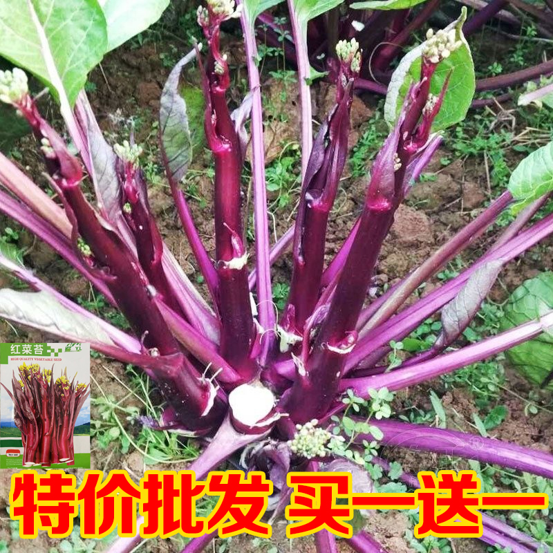 红菜苔种子种籽春季蔬菜蔬莱孑秋季秋冬菜籽菜种四季菜心南方冬季