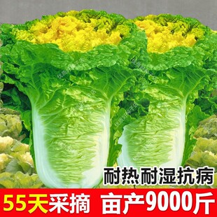 小杂56黄心大白菜种子早熟鸡蛋黄包心白菜籽春夏秋季高产蔬菜种孑