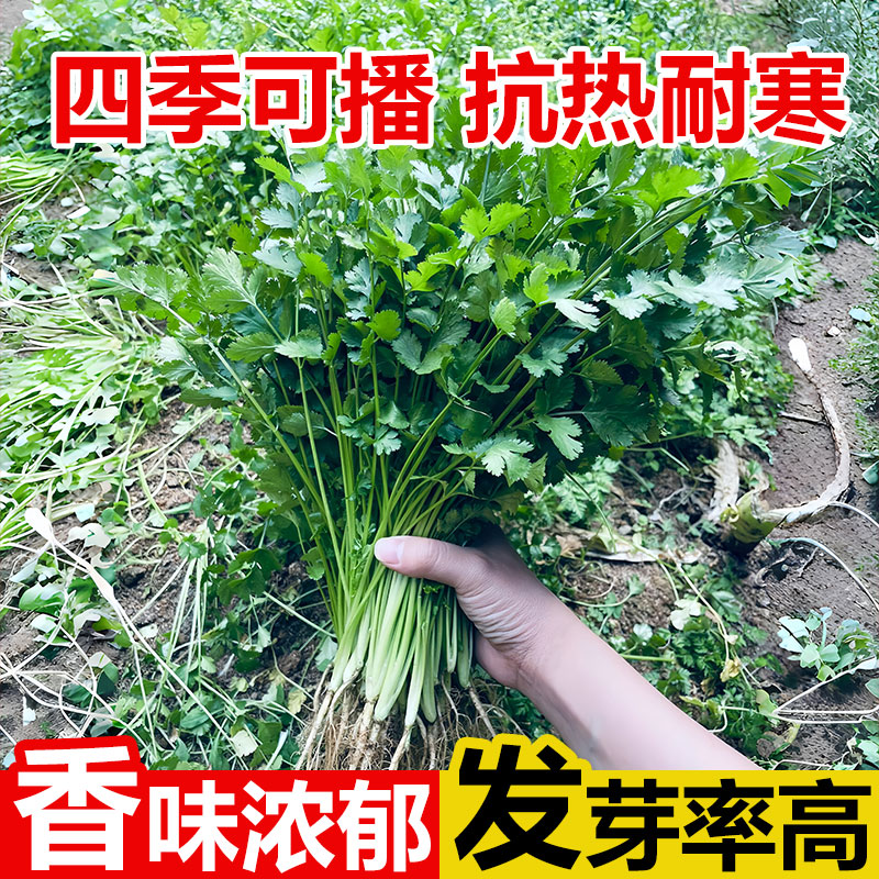 一年四季大叶香菜种子老品种阳台小叶香菜种籽耐寒耐热蔬菜芫荽