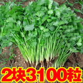 四季 大叶香菜种子老牌芫荽种籽抗热耐寒农家菜园阳台盆栽蔬菜种子