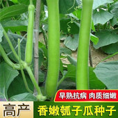 长瓠子瓜种子高产香嫩早熟青瓜阳台庭院耐热蒲瓜四季 蔬菜种子大全