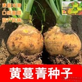 甜面蛋黄蔓菁种子黄肉布留克种籽夏秋阳台盆栽杨大头菜蔬菜种子孑