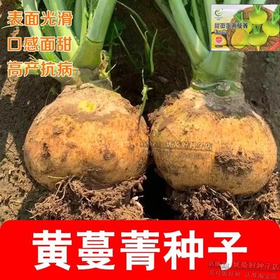 甜面蛋黄蔓菁种子黄肉布留克种籽夏秋阳台盆栽杨大头菜蔬菜种子孑