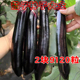 新品 黑长茄子种籽大全烧烤紫长茄种子紫罐茄子种孑特大高产家庭种