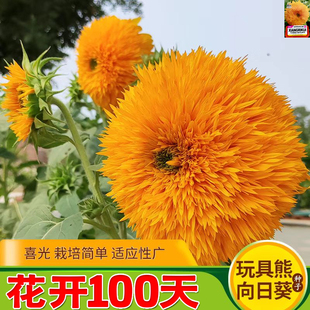 玩具熊观赏向日葵种孑矮向阳花食用葵花种子盆栽春夏秋四季易种籽