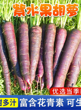 紫色胡萝卜种子阳台庭院盆栽种植紫黑老品种水鬼萝卜蔬菜种子大全