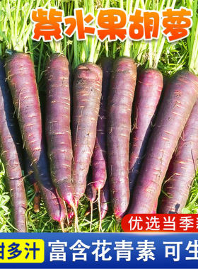紫色胡萝卜种子阳台庭院盆栽种植紫黑老品种水鬼萝卜蔬菜种子大全