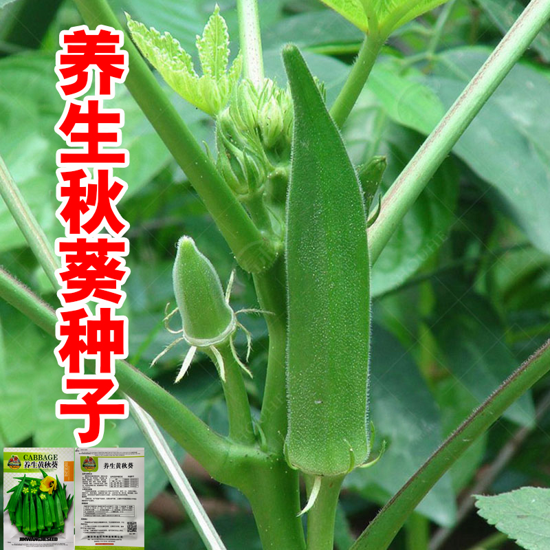 原装正品养生黄秋葵种子高产水果红秋葵种孑苗四季阳台盆栽蔬菜籽