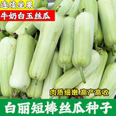 白皮白丽短丝瓜种子蔬菜种子大全香丝瓜种籽短棒高产特大当季 新种