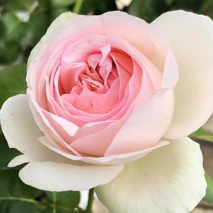 栽邻家花园 伊芙乙女心1加仑粉色花浓香大月季庭阳无品牌/台院露