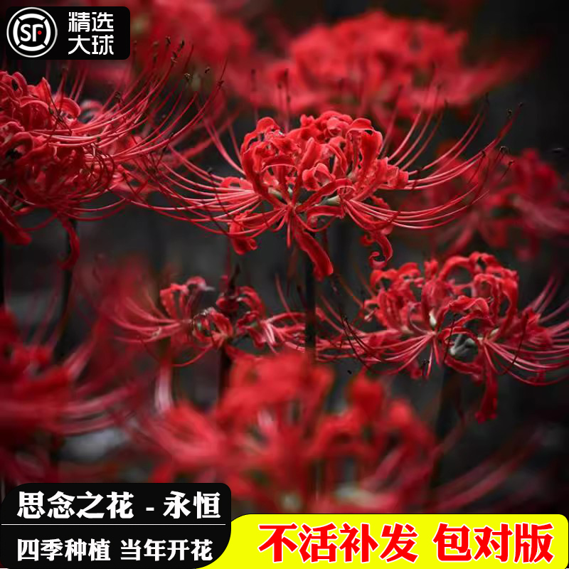 彼岸花种球曼珠沙华盆栽红花换锦石蒜大种球阳台花卉浓香晚香玉-封面