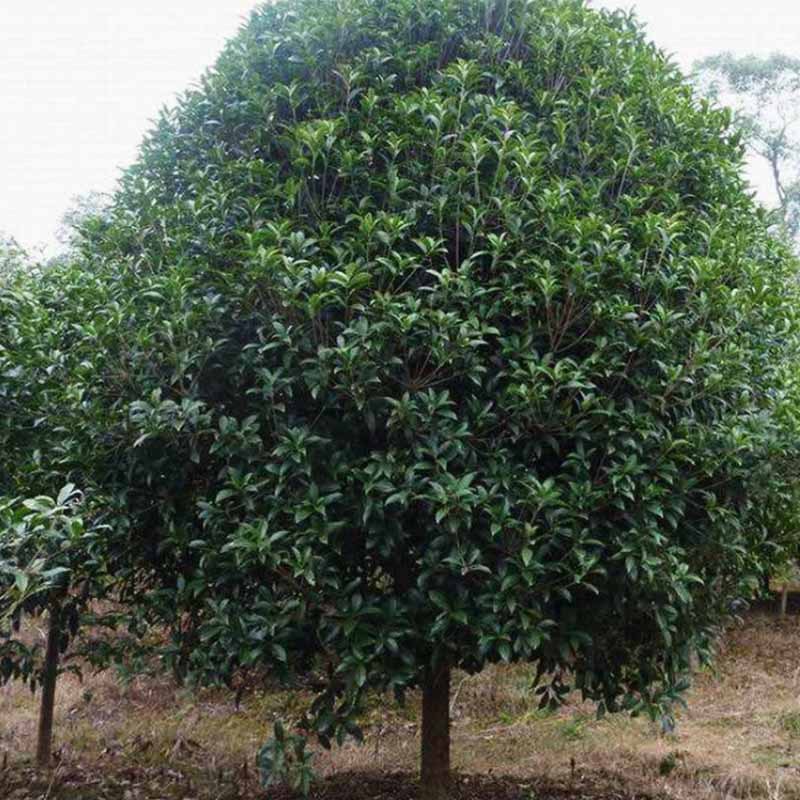 批发湖南金桂 25公分移植八月桂精品苗木蘑菇形工程绿化 基地直销