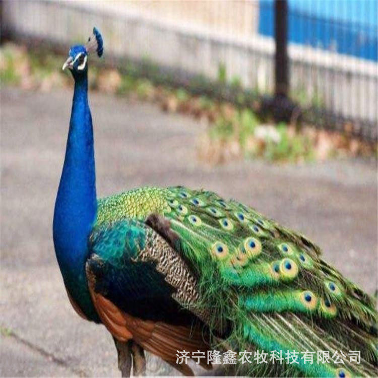 孔雀苗公母比例怎么搭配孔雀一公配几母孔雀养殖场出售孔雀苗