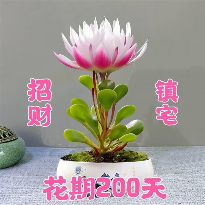 招财福寿莲室内盆栽郁金香兰花栀子花中华鲁冰花太阳花白山茶正宗