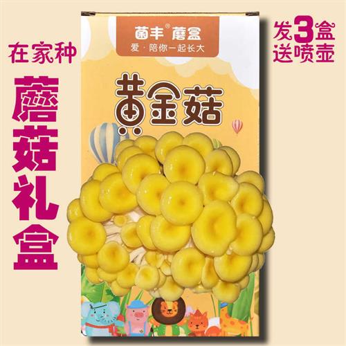 好养蘑菇盒子儿童创意迷你植物在家四季养食用菌蘑菇