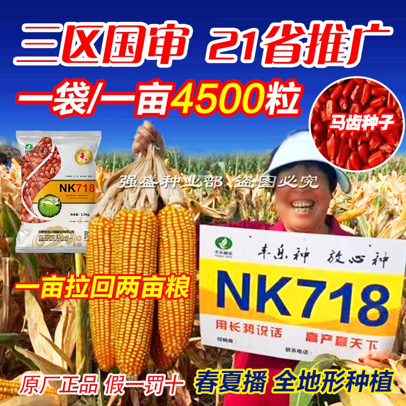 nk718玉米种子高产玉米种子优质马齿矮杆包谷种白轴大棒抗倒耐旱