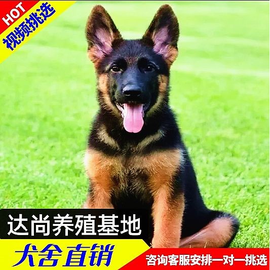 全国发货血统德国牧羊犬幼崽黑背发饰/头饰
