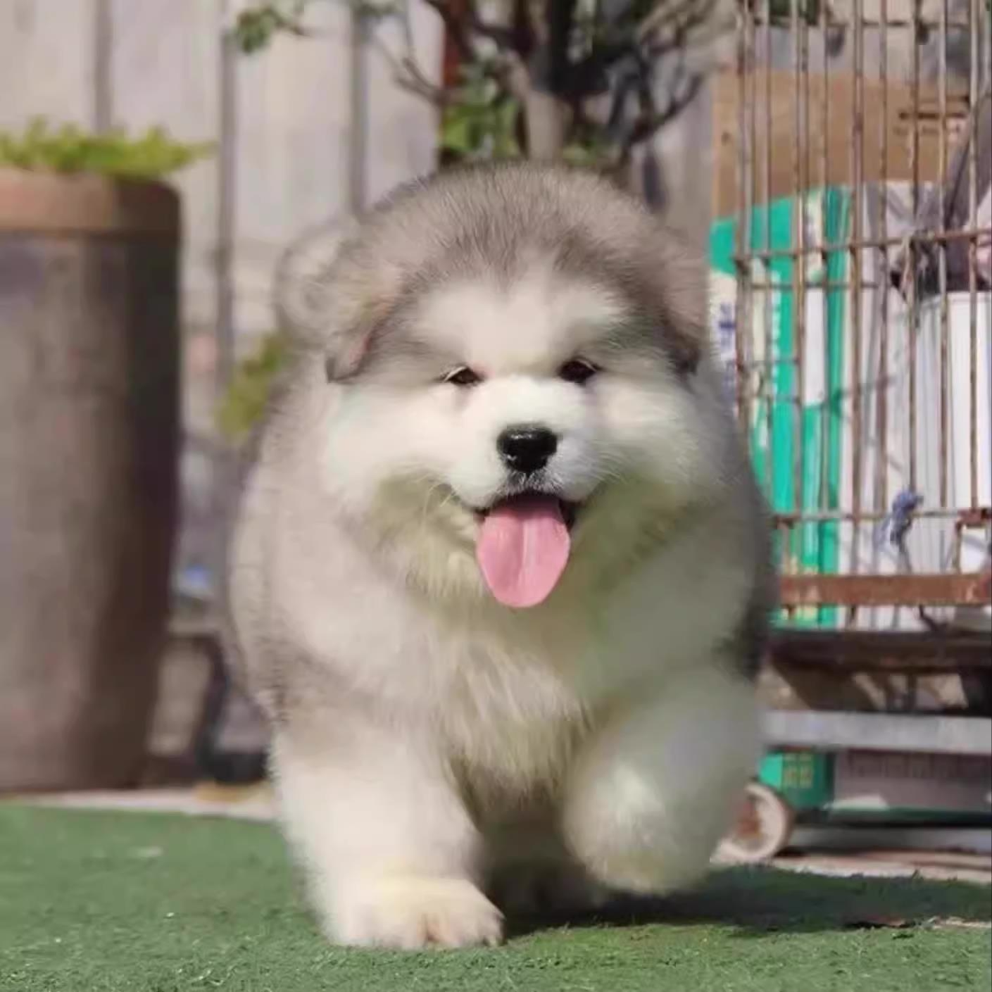 纯种阿拉斯加幼犬巨型阿拉斯加犬狗狗