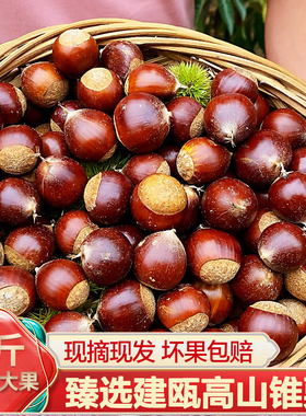 新鲜生板栗现摘建瓯锥栗带壳油栗高山椎栗农家野生毛栗甜糯大栗子